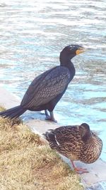 Bird in water