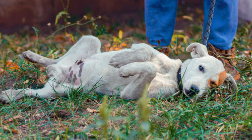 View of dogs relaxing on field