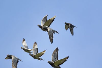 Low angle view of seagulls flying in sky