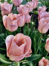 Close-up of pink rose