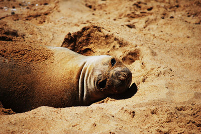 High angle view of sea lion