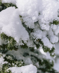 Close-up of snow covered pine tree