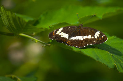 Close-up of butterfly on leaf