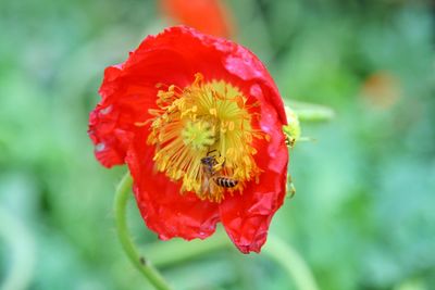 Close-up of red poppy flower