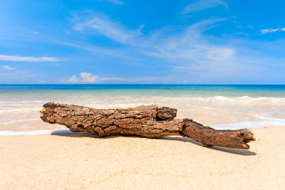 Driftwood on beach against sky