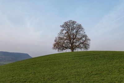 Bare tree on field against sky