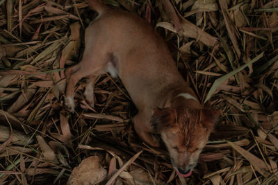 High angle view of dog relaxing on field