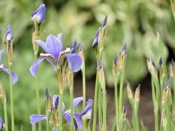 Close-up of purple flowering plants on land