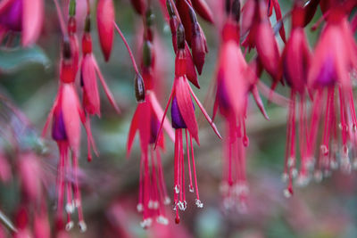 Close-up of red flowers