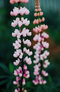 Close-up of fresh flowers blooming on tree