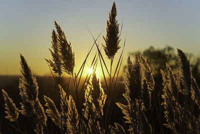crop