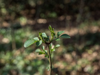 Close-up of flowering plant