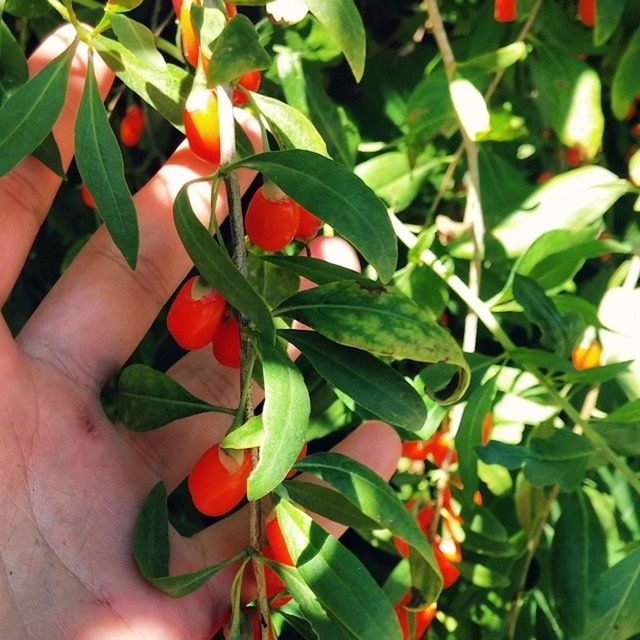 CLOSE-UP OF PERSON HOLDING PLANT LEAVES