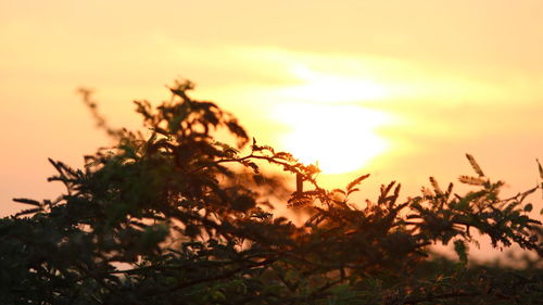 Silhouette plants against sky during sunset