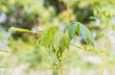 Close-up of flowering plant