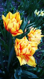 Close-up of flowers blooming outdoors