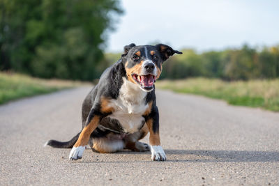 Portrait of dog standing on road