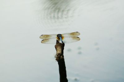 Dragonfly on twig on lake