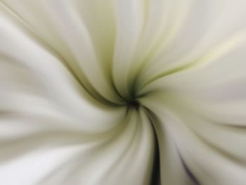 Full frame shot of flower