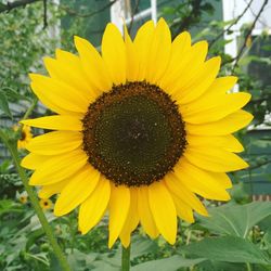 Close-up of sunflower