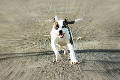 Portrait of dog