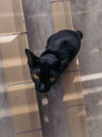 High angle portrait of black cat on floor