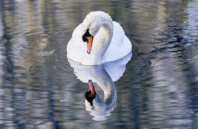 Swan floating on a lake