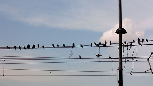 Low angle view of birds perching on cable against sky