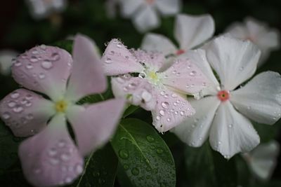 Close-up of wet flowers blooming outdoors