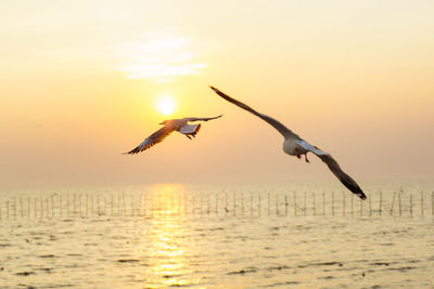 Bird flying over sea against sky during sunset