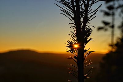 Silhouette tree against sky during sunset