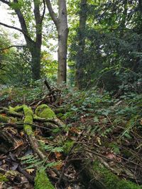 Trees in forest