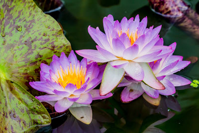 Close-up of water lily