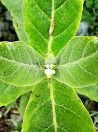 Close-up of insect on leaf