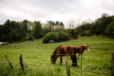 Horses grazing in french countryside