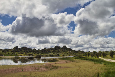 Panoramic shot of trees on field against sky