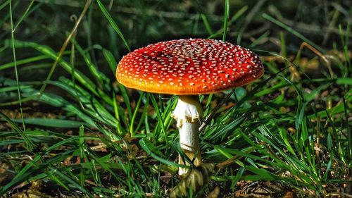 Close-up of fly agaric mushroom on field