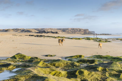 Dog on beach against sky