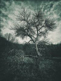 Close-up of tree against sky