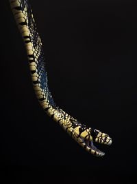 High angle view of a lizard on black background