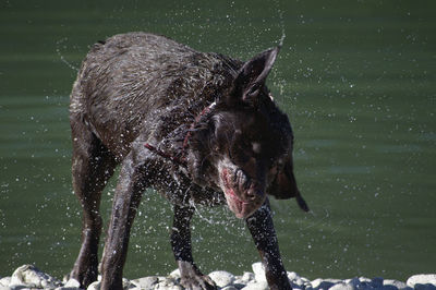 Close-up of dog in water