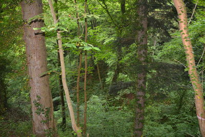 View of trees in forest