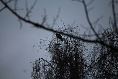 Low angle view of bird on branch against sky