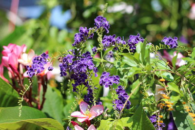 Close-up of purple flowering plants