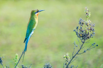 Close-up of bird perching on branch