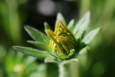 Close-up of flower