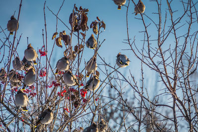 Low angle view of birds perching on tree