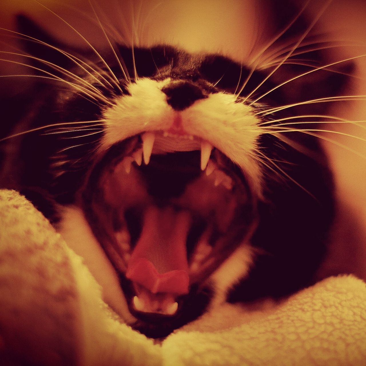one animal, animal themes, animal, cat, domestic, pets, domestic animals, feline, mammal, mouth open, domestic cat, close-up, mouth, animal body part, vertebrate, whisker, yawning, facial expression, no people, animal teeth, animal mouth, animal head, animal nose, snout