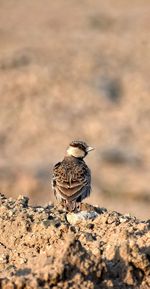 Close-up of bird perching on rock