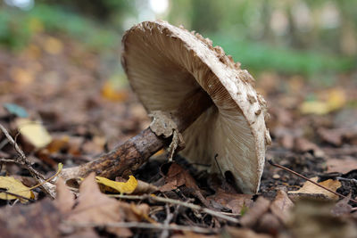 Close-up of mushroom on field